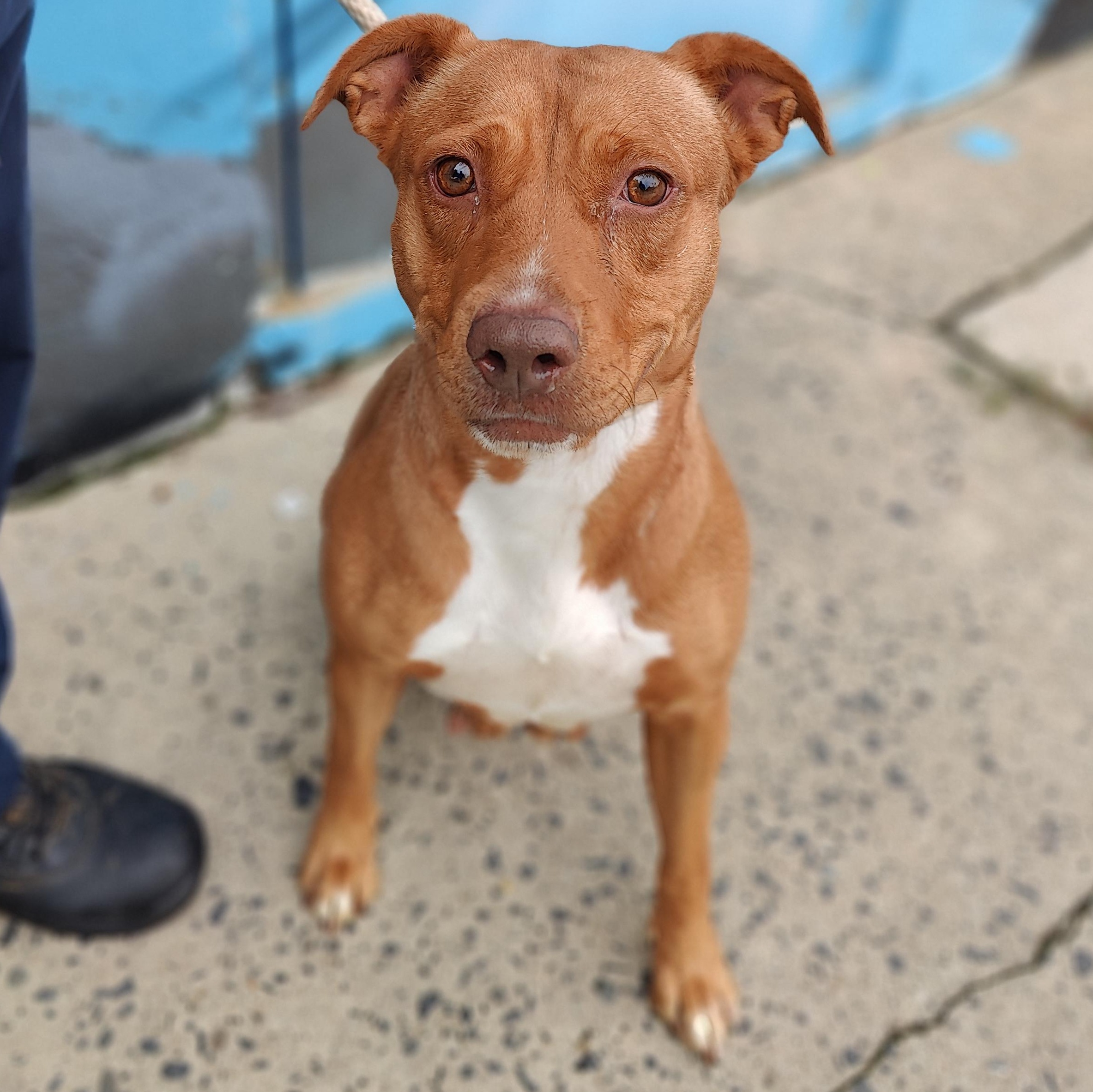 Marble, Adoptable, Adult Female Pit Bull Terrier.