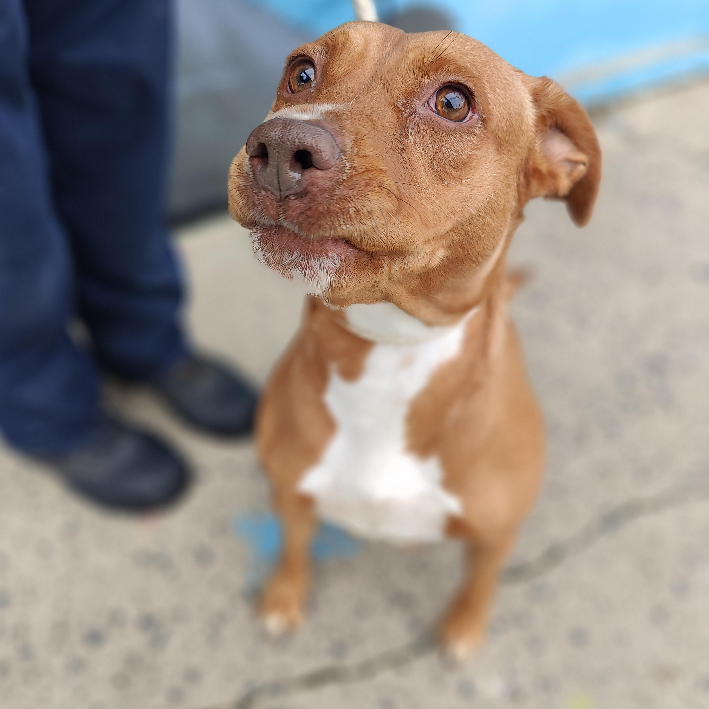 Enlarge Marble, a Adoptable Pit Bull Terrier in Jersey city, NJ image 3/3