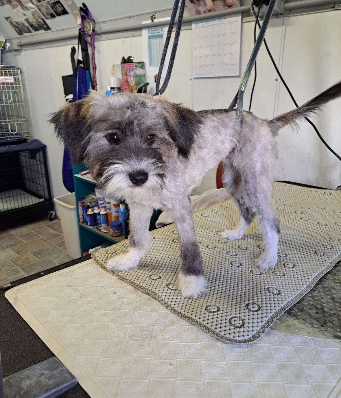 Enlarge Billy - ADOPTION IN PROCESS, a Adoptable Schnauzer in Grafton, WI image 1/2