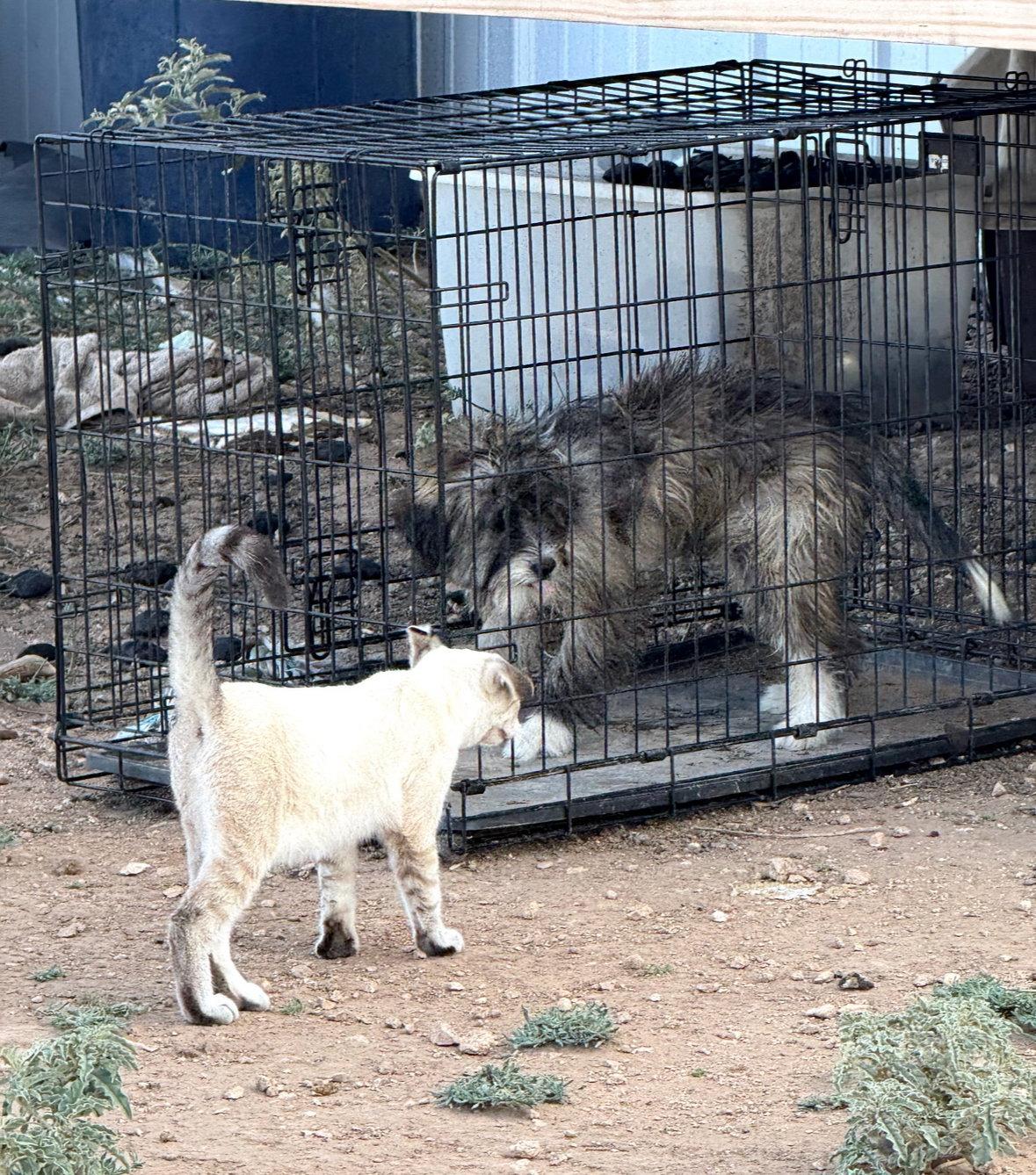 Enlarge Billy - ADOPTION IN PROCESS, a Adoptable Schnauzer in Grafton, WI image 2/2