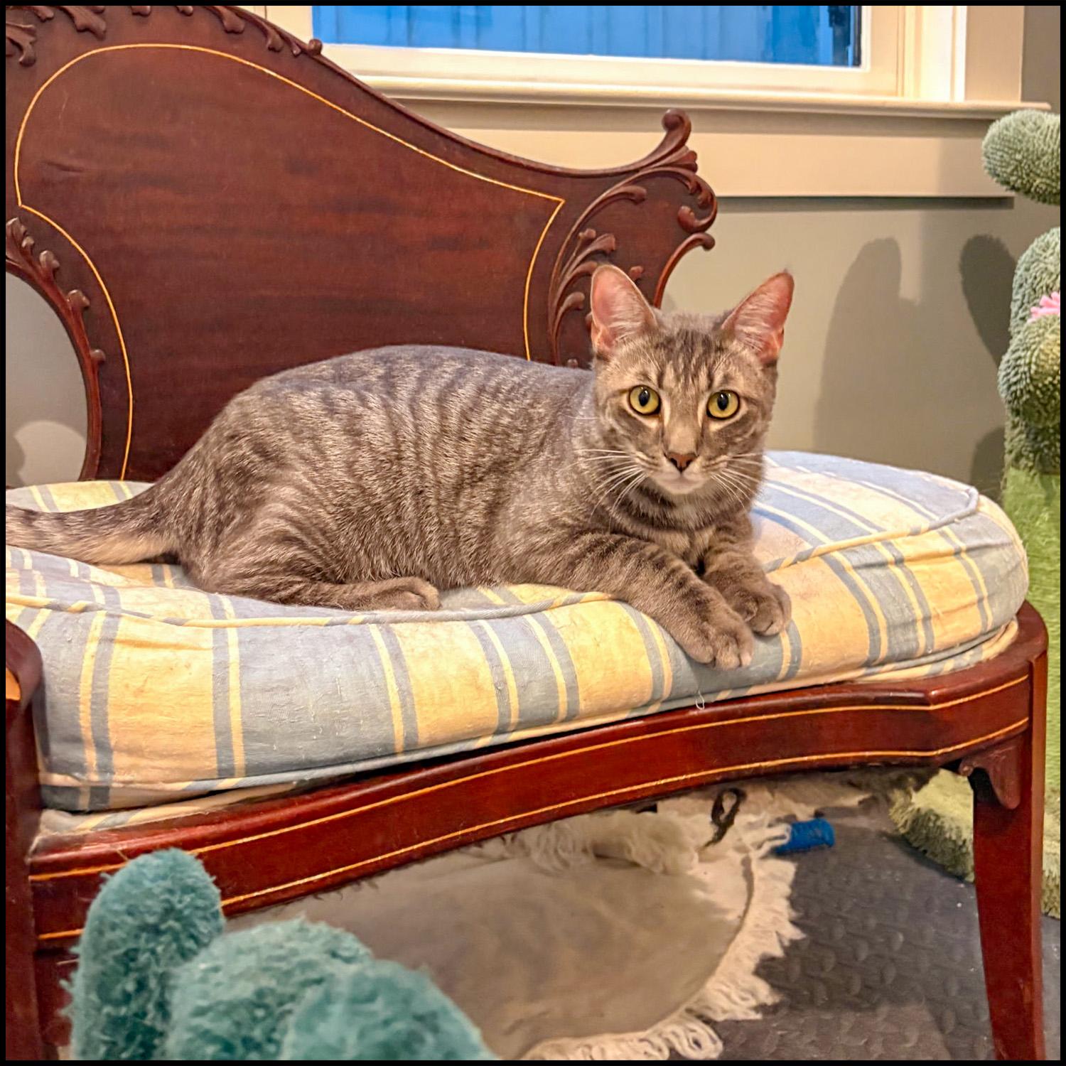 Jerry, adoptable, Young Male Domestic Short Hair & Tabby.