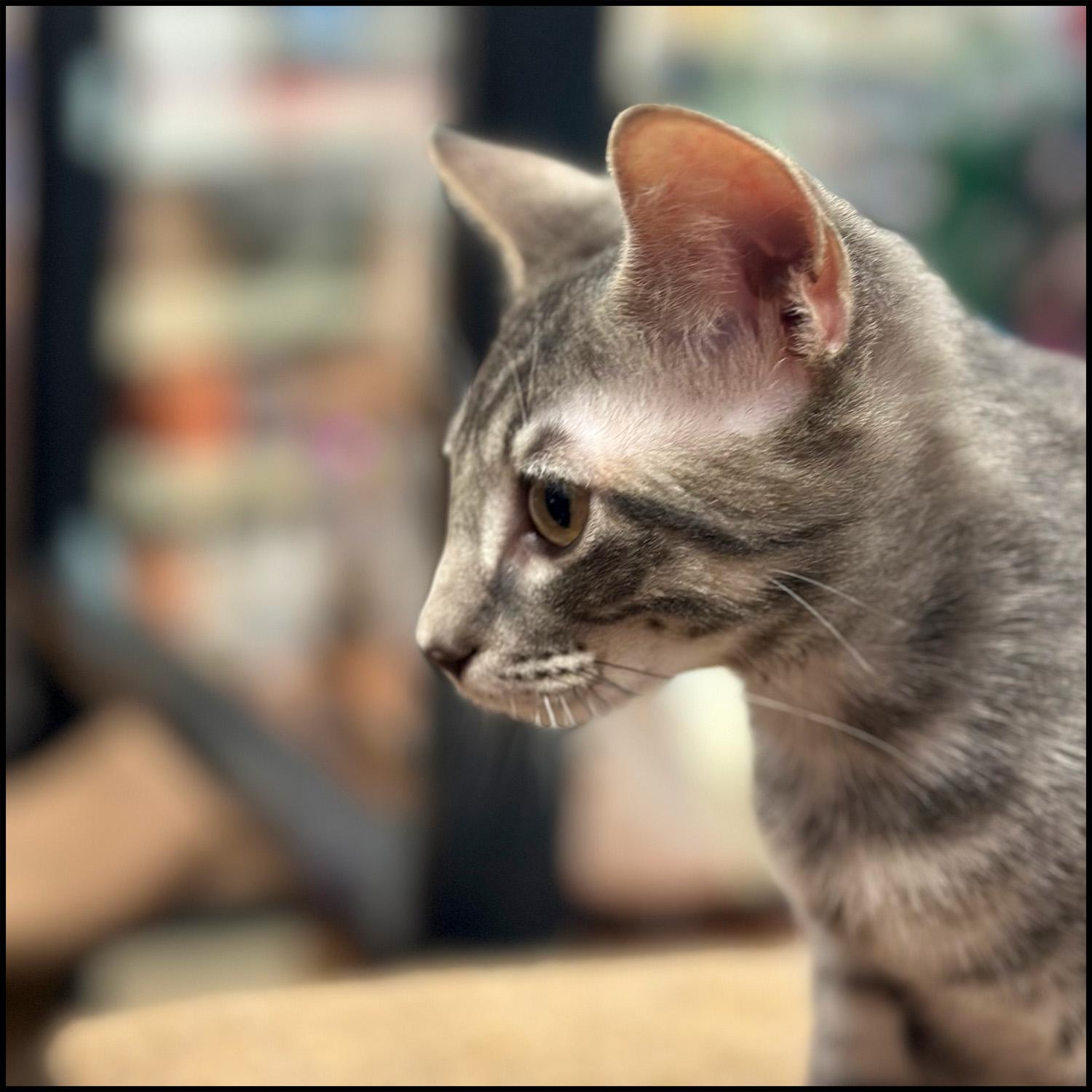 Enlarge Jerry, a Adoptable mixed breed in Roswell, GA image 3/3