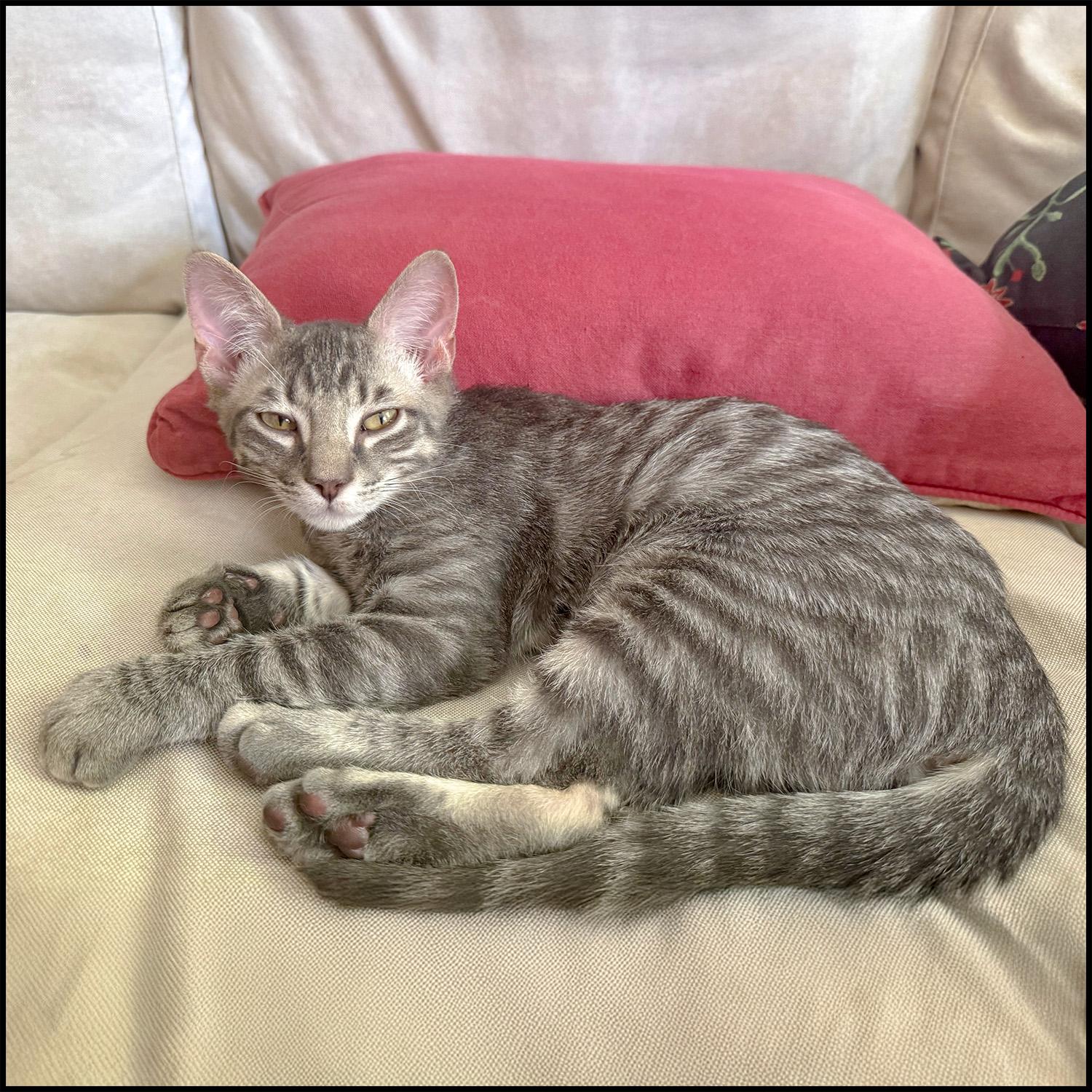 Enlarge Jerry, a Adoptable mixed breed in Roswell, GA image 2/3