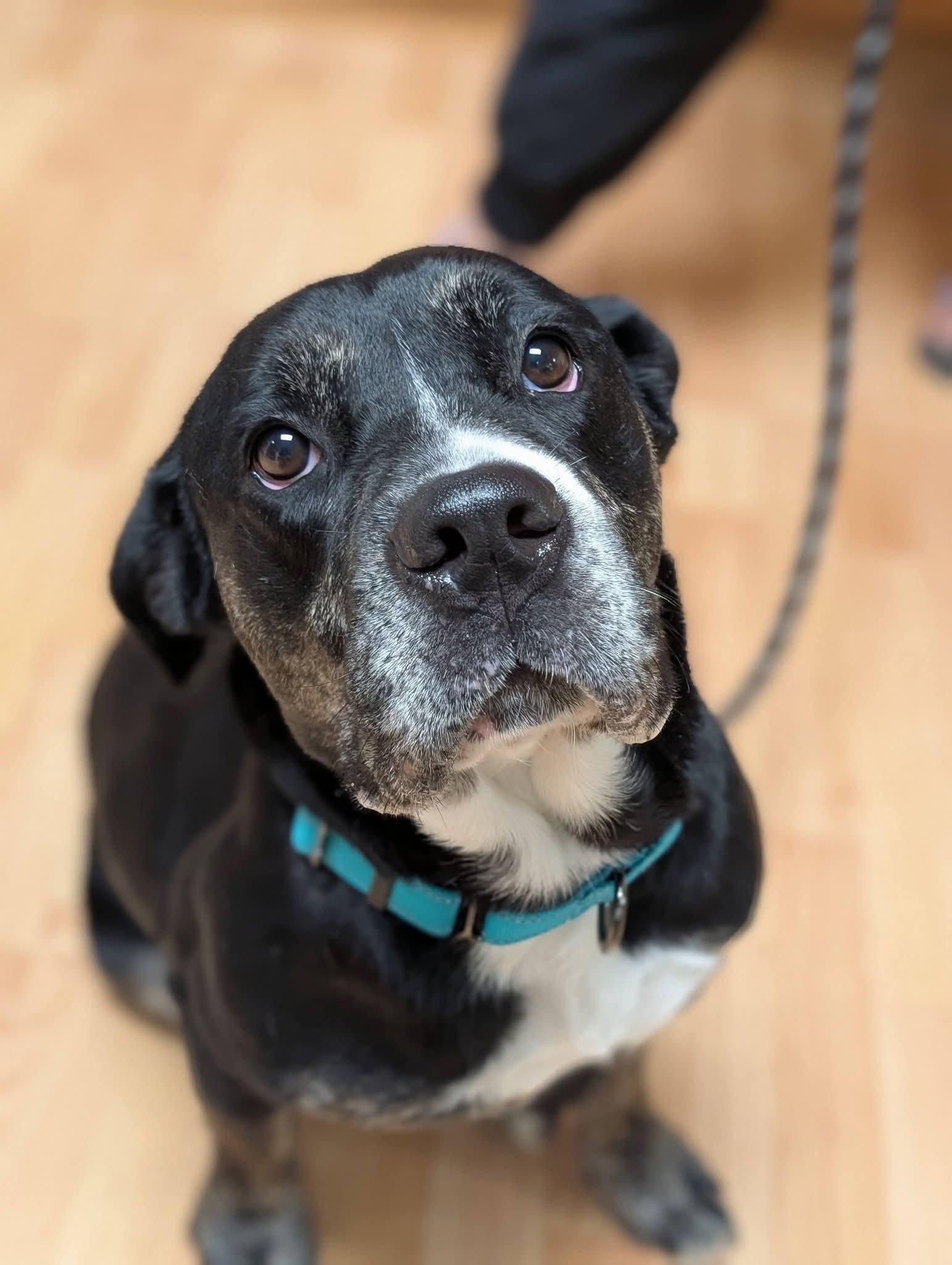 Enlarge BRANDY 375, a Adoptable mixed breed in Milwaukee, WI image 5/6