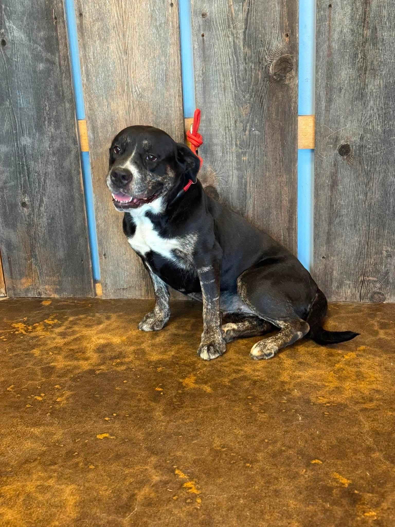 BRANDY 375, ADOPTABLE, Adult Female Mixed Breed.