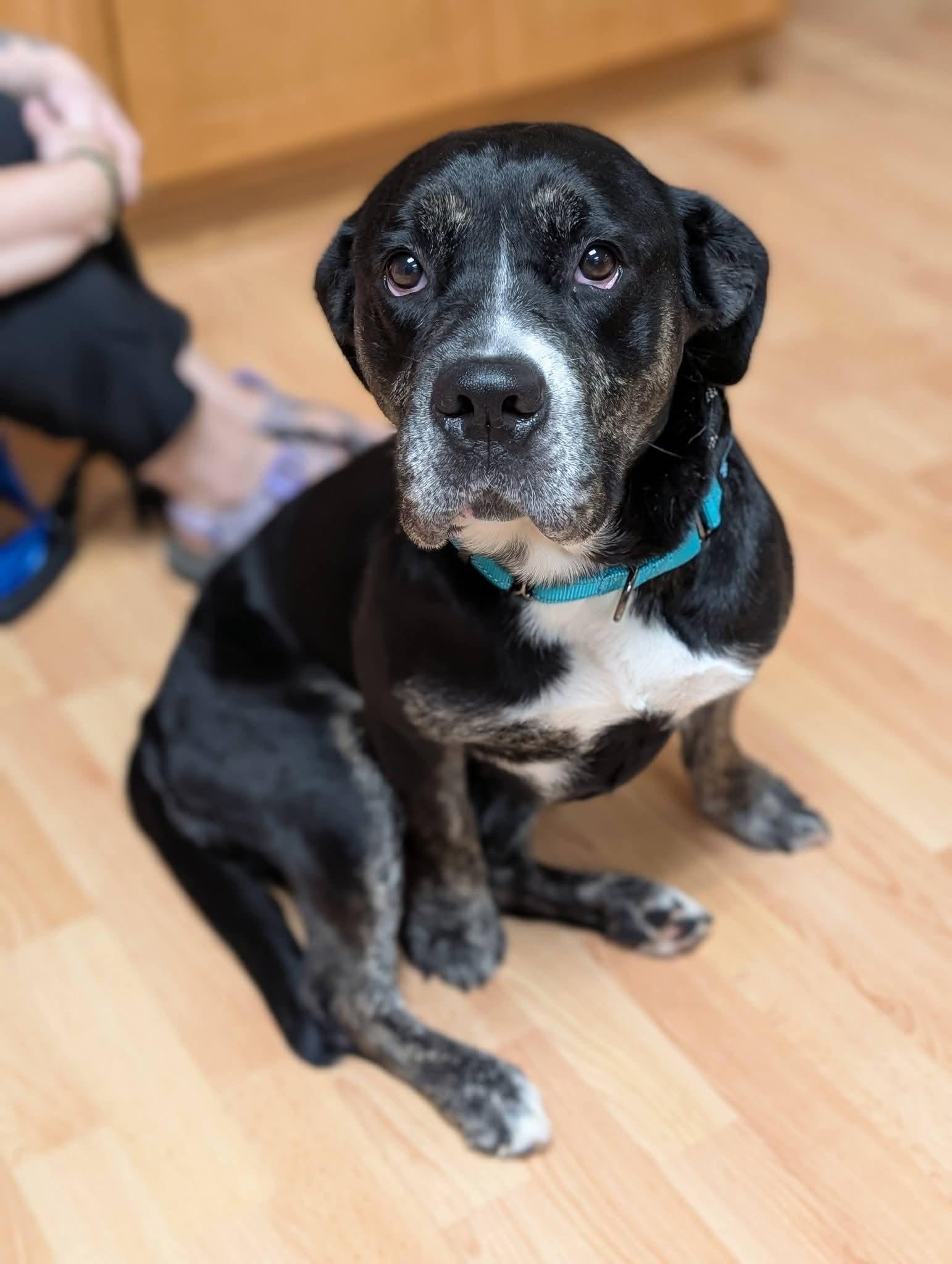 Enlarge BRANDY 375, a Adoptable mixed breed in Milwaukee, WI image 1/6