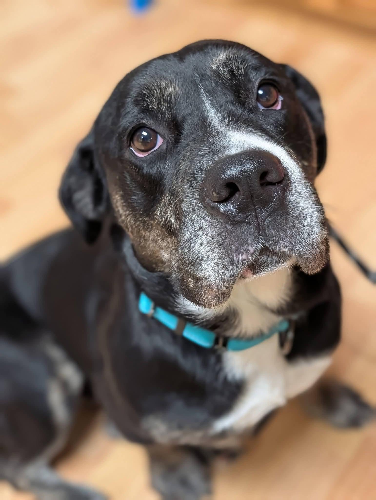 Enlarge BRANDY 375, a Adoptable mixed breed in Milwaukee, WI image 3/6