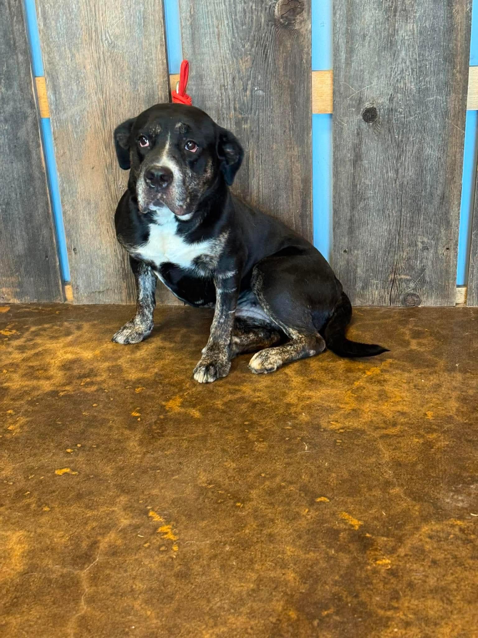 Enlarge BRANDY 375, a ADOPTABLE mixed breed in Milwaukee, WI image 2/3