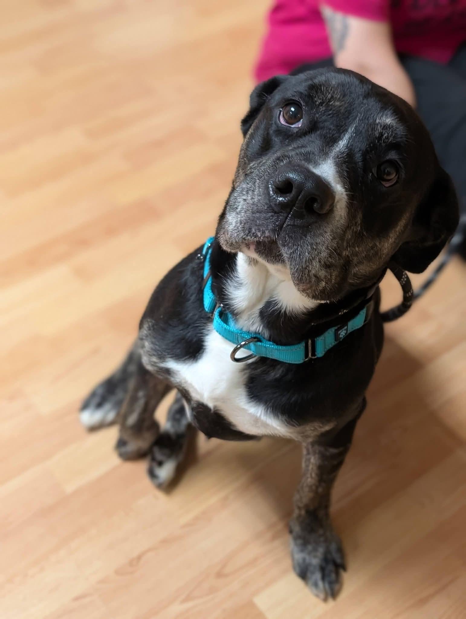 Enlarge BRANDY 375, a Adoptable mixed breed in Milwaukee, WI image 4/6