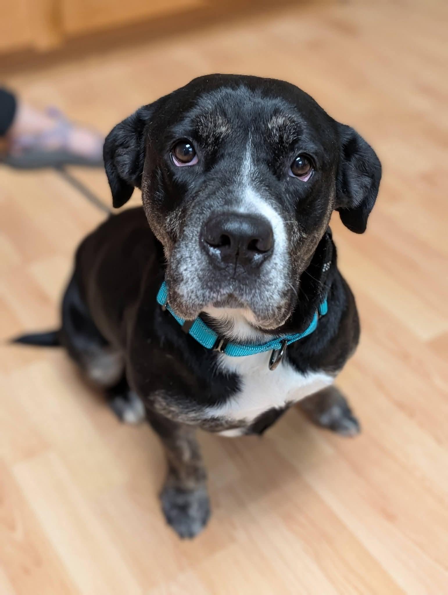 Enlarge BRANDY 375, a Adoptable mixed breed in Milwaukee, WI image 6/6