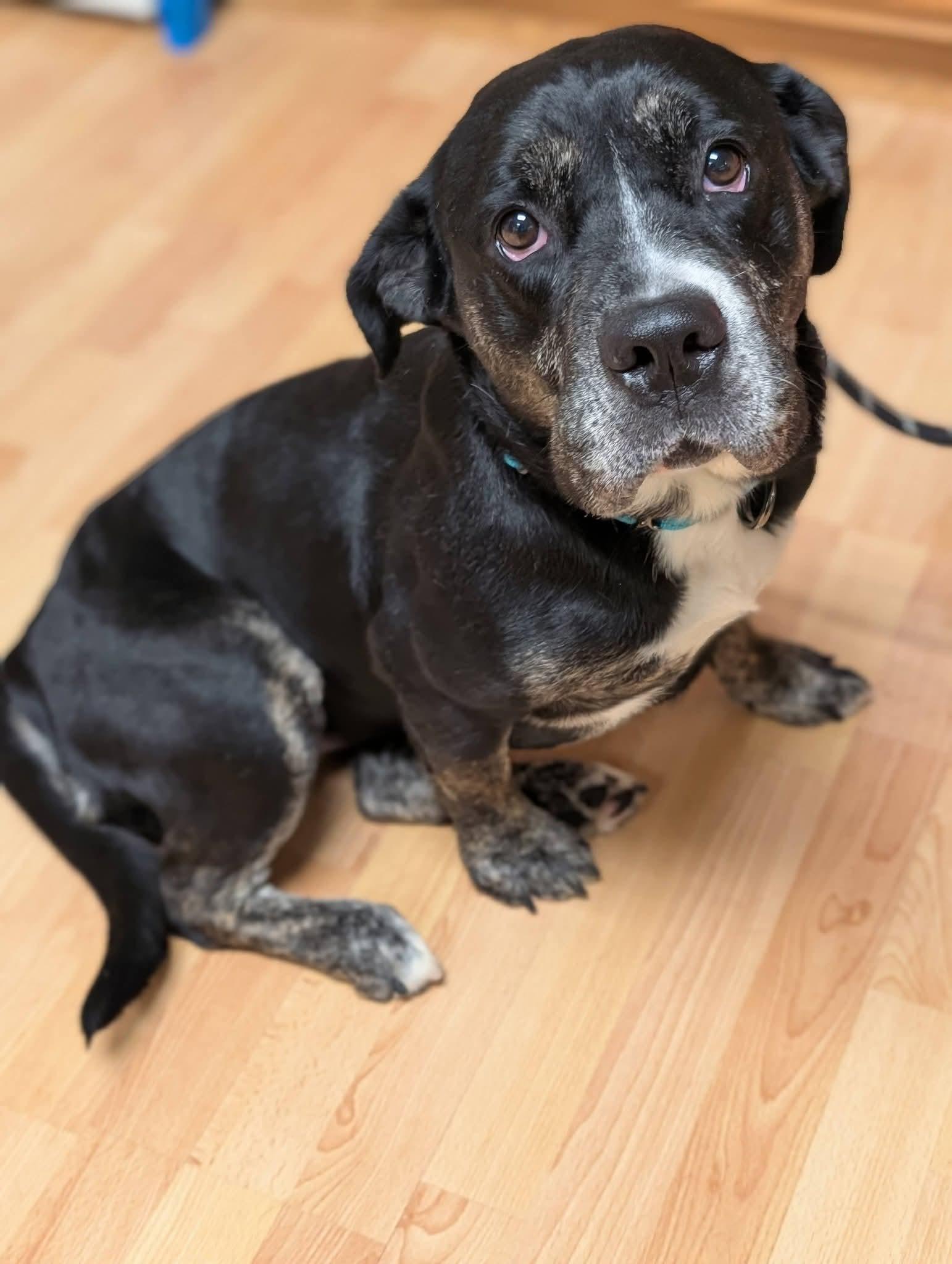 Enlarge BRANDY 375, a Adoptable mixed breed in Milwaukee, WI image 2/6