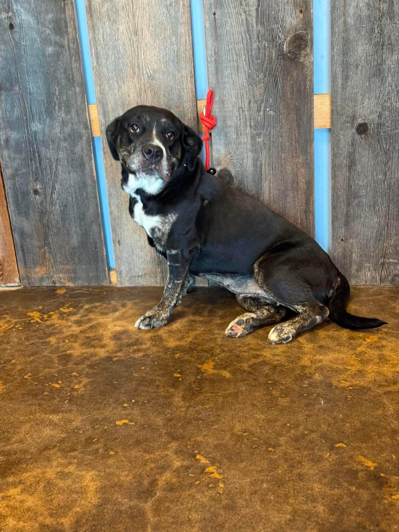 Enlarge BRANDY 375, a ADOPTABLE mixed breed in Milwaukee, WI image 3/3