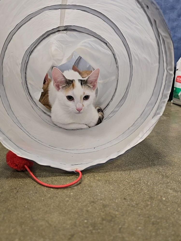 Nina, Adoptable, Kitten Female Calico.