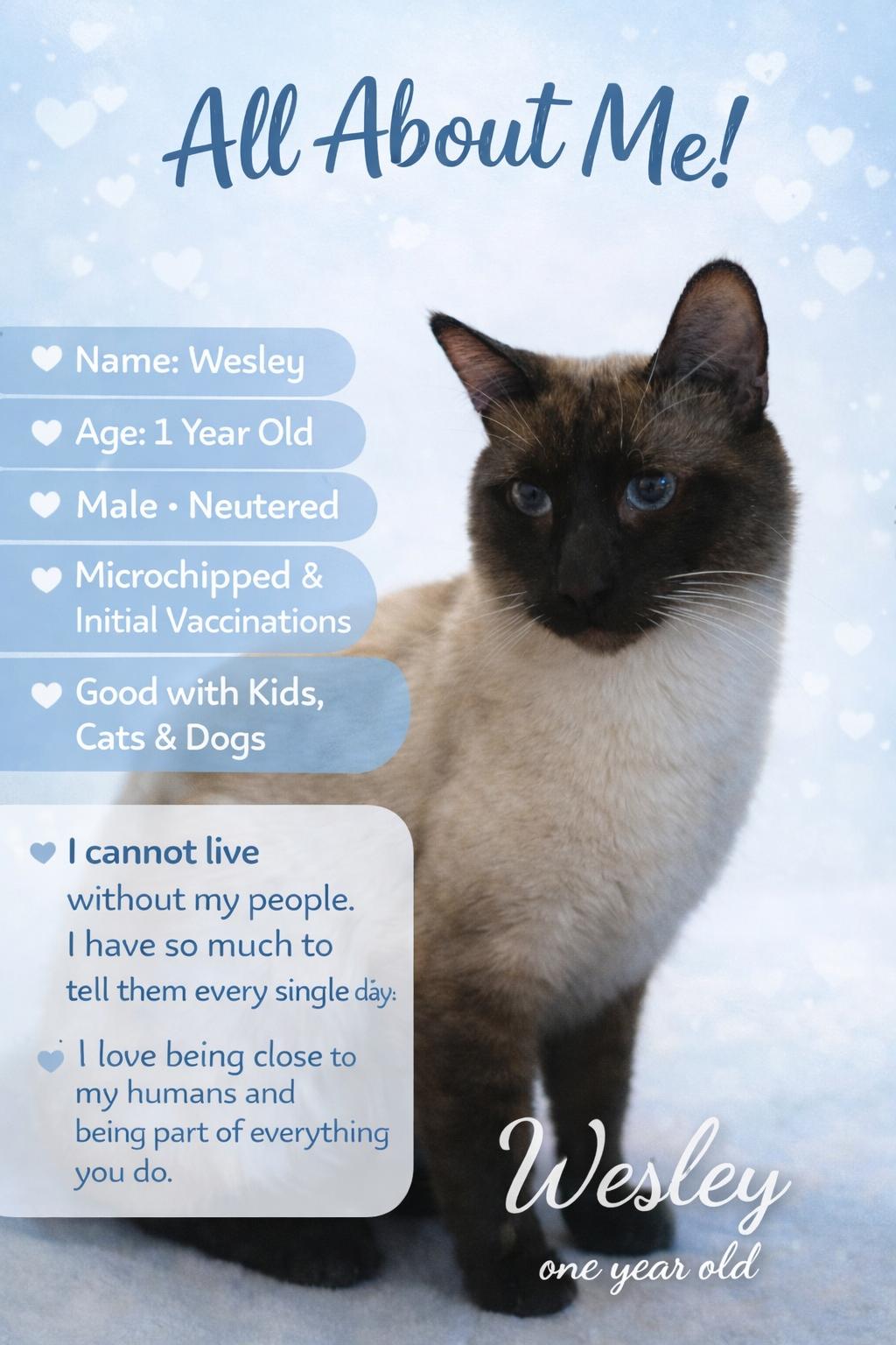 Wesley, ADOPTABLE, Young Male Siamese.