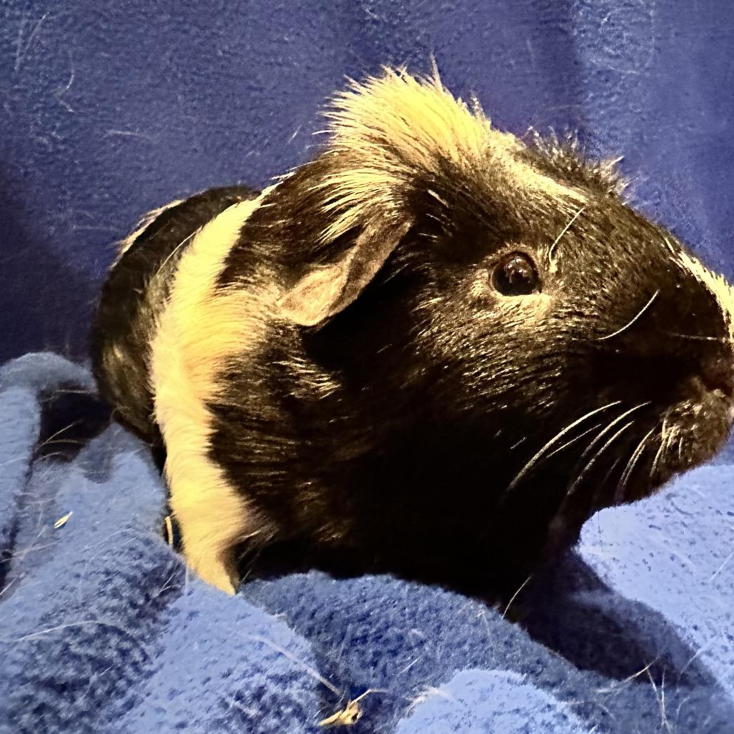 Stanley (bonded with George), Adoptable, Adult Male Guinea Pig.