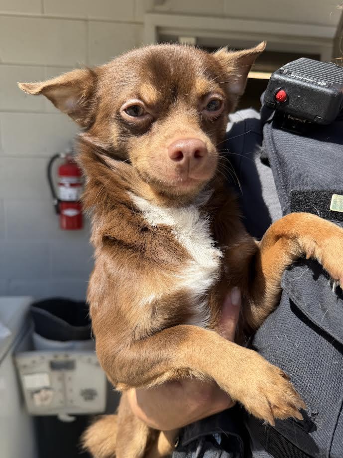 Enlarge Fisher, a ADOPTABLE mixed breed in Oakdale, CA image 1/1