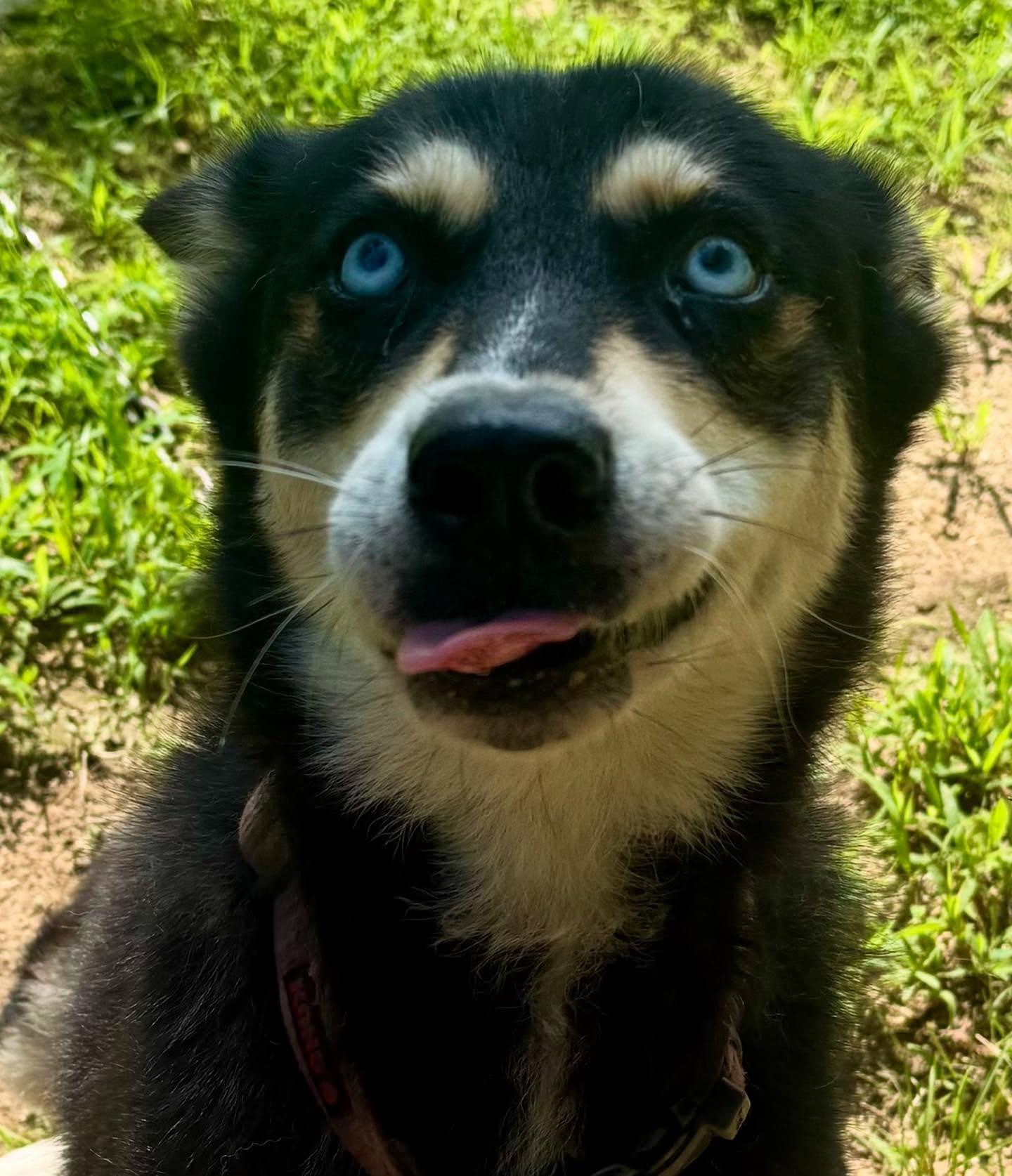 Elsa