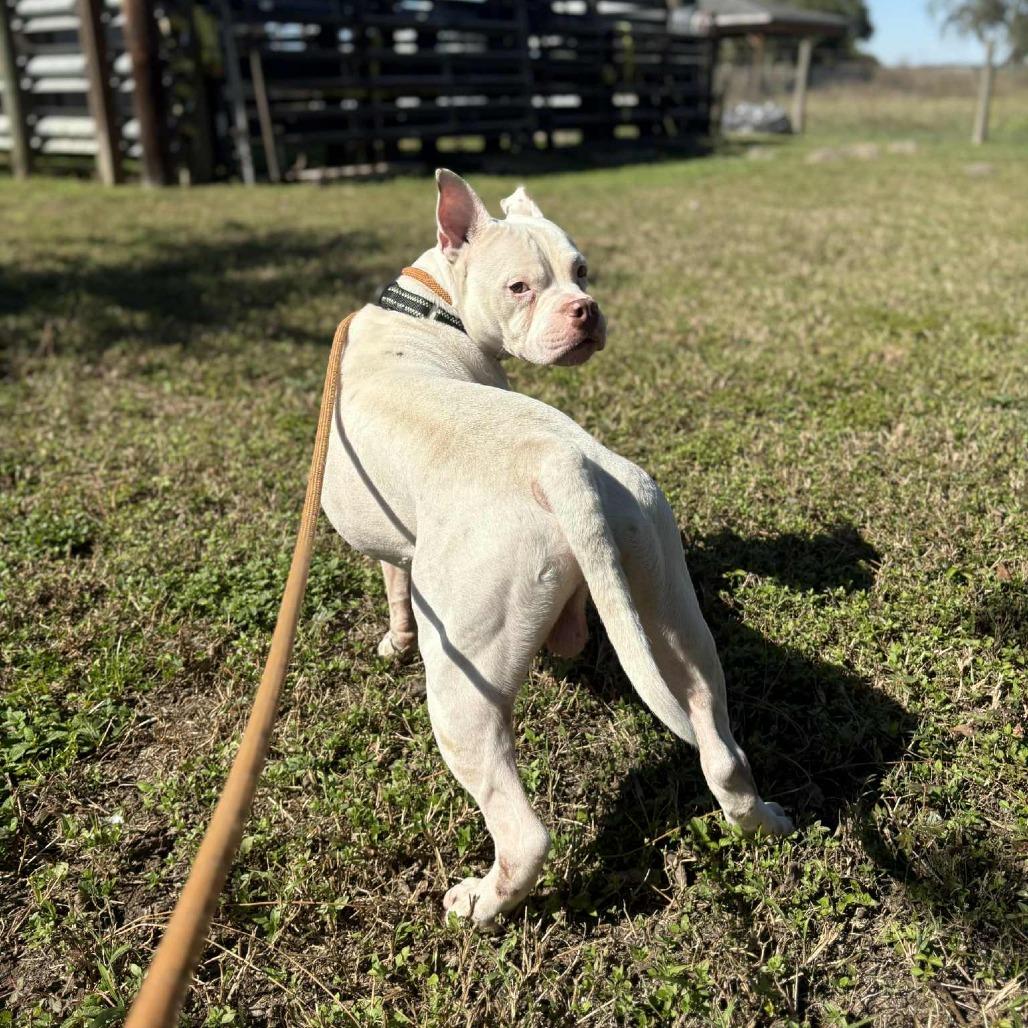 Bolt, Adoptable, Adult Male Boxer & American Bulldog.