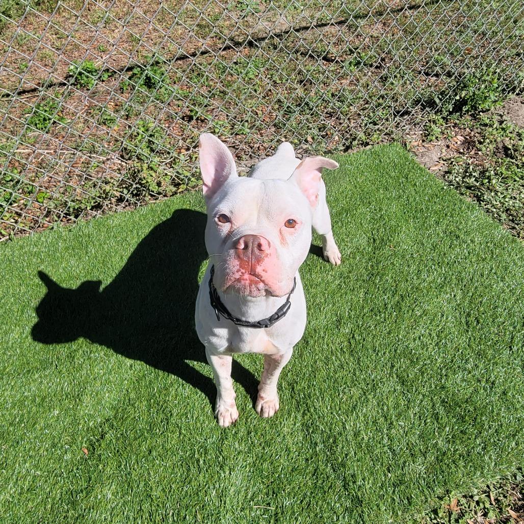 Enlarge Bolt, a Adoptable mixed breed in Lake Panasoffkee, FL image 3/6