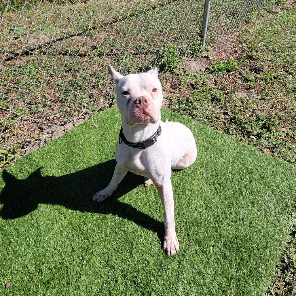 Enlarge Bolt, a Adoptable mixed breed in Lake Panasoffkee, FL image 4/6