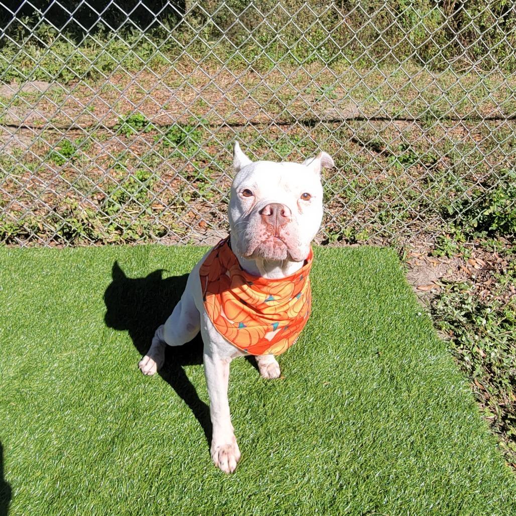 Enlarge Bolt, a Adoptable mixed breed in Lake Panasoffkee, FL image 6/6