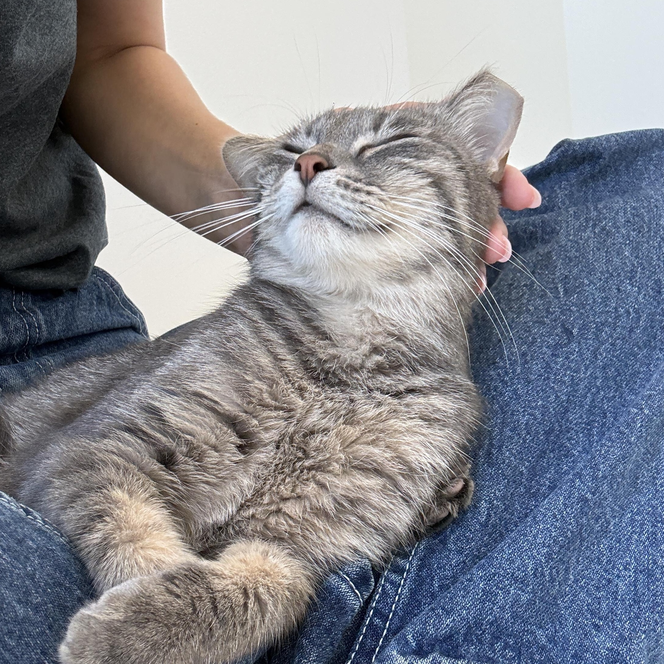 Muffin, a ADOPTABLE Domestic Short Hair in Evanston, IL image 3/6