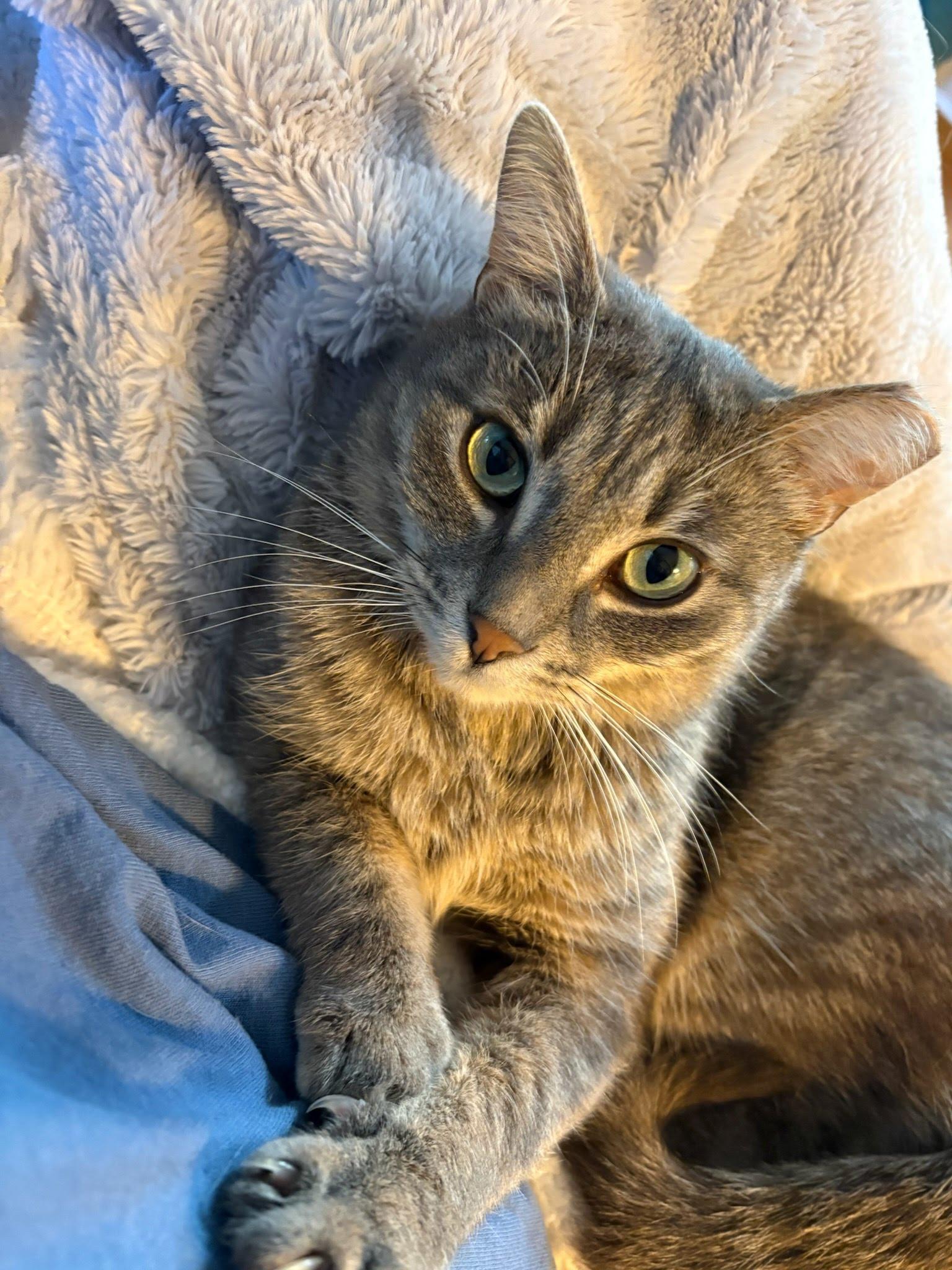 Muffin, a ADOPTABLE Domestic Short Hair in Evanston, IL image 5/6