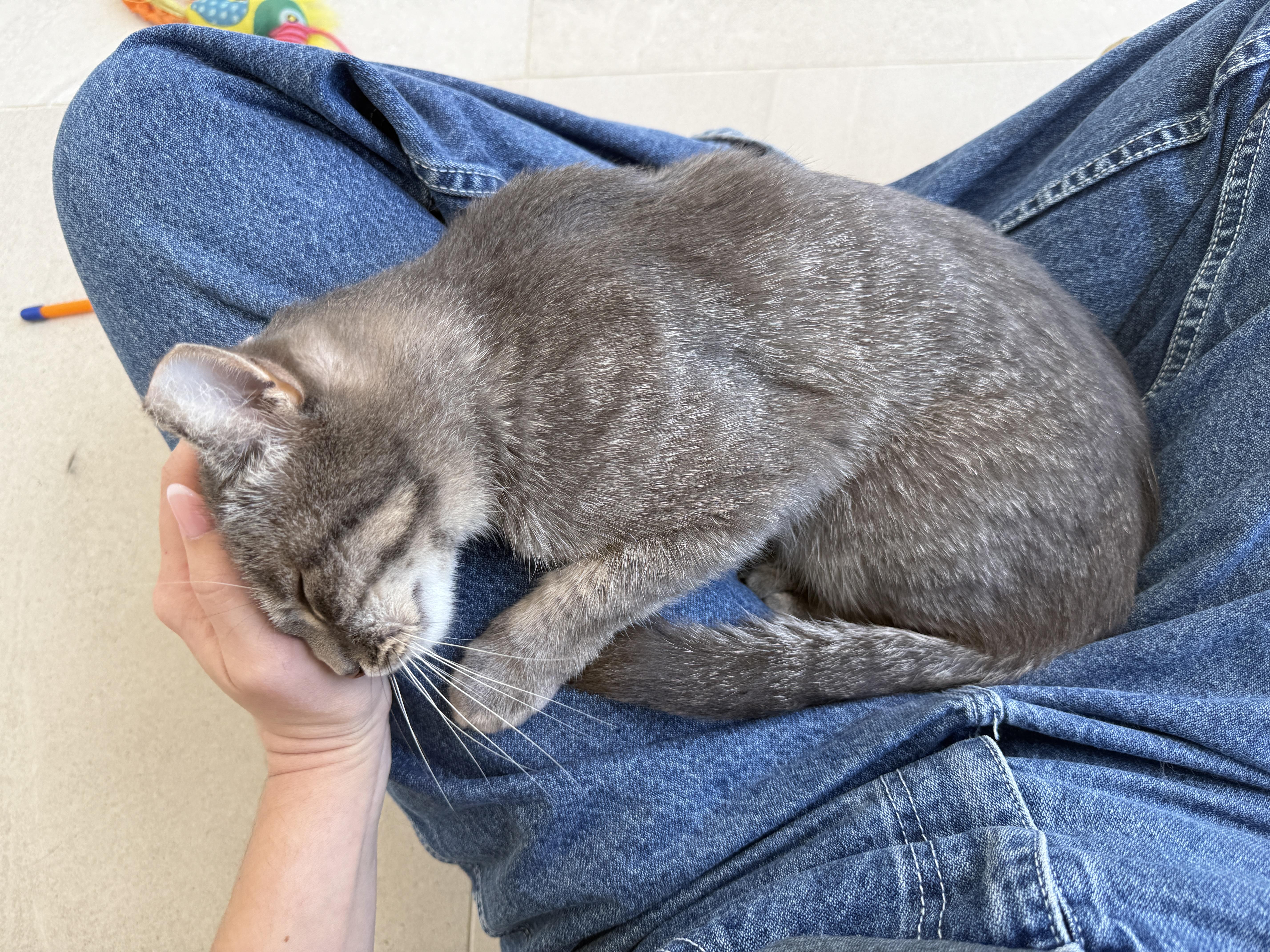 Muffin, a ADOPTABLE Domestic Short Hair in Evanston, IL image 4/6