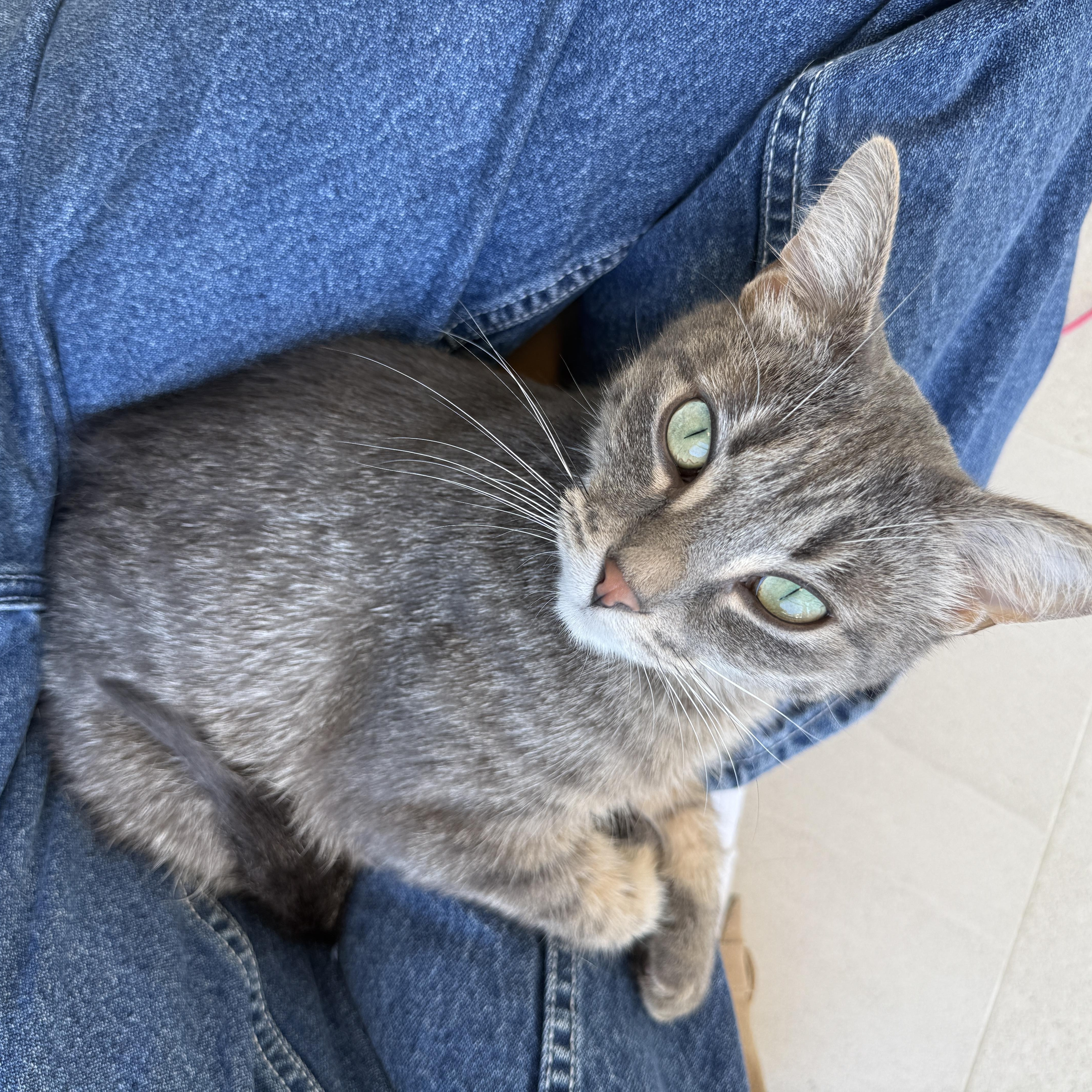Muffin, a ADOPTABLE Domestic Short Hair in Evanston, IL image 1/6