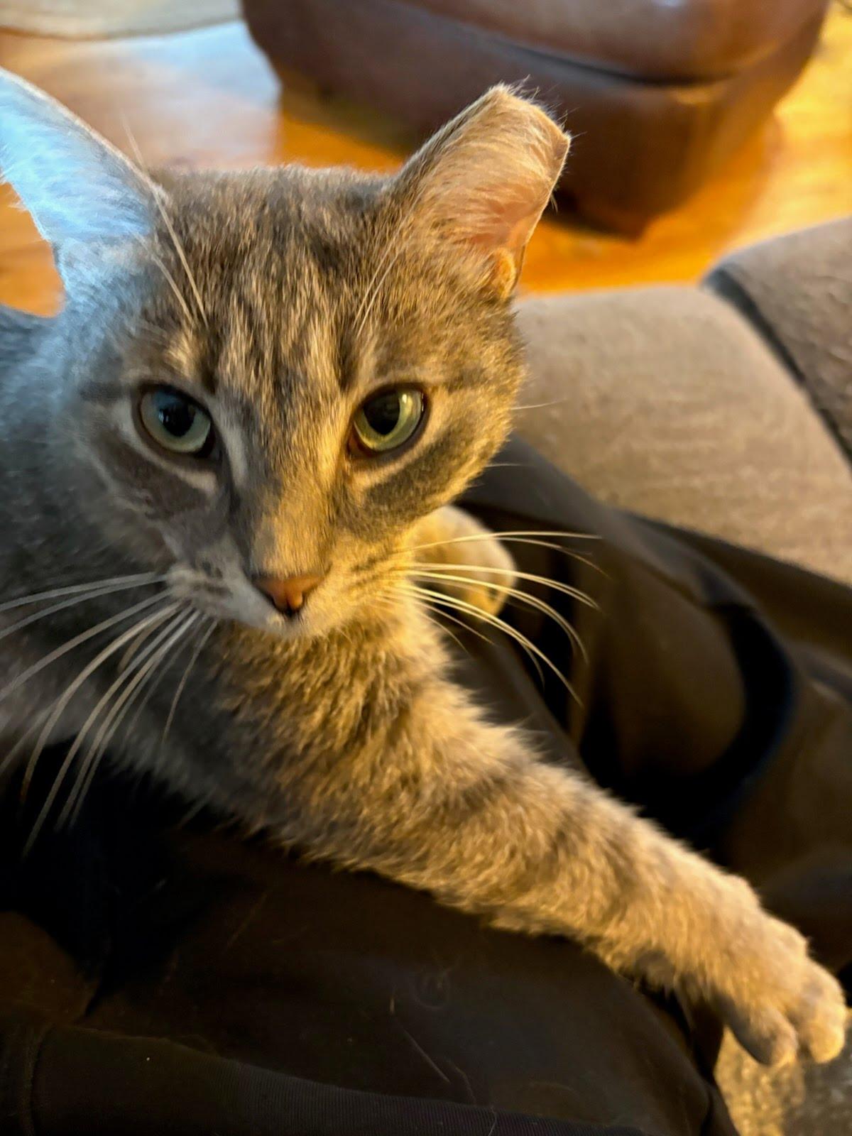 Muffin, a ADOPTABLE Domestic Short Hair in Evanston, IL image 6/6
