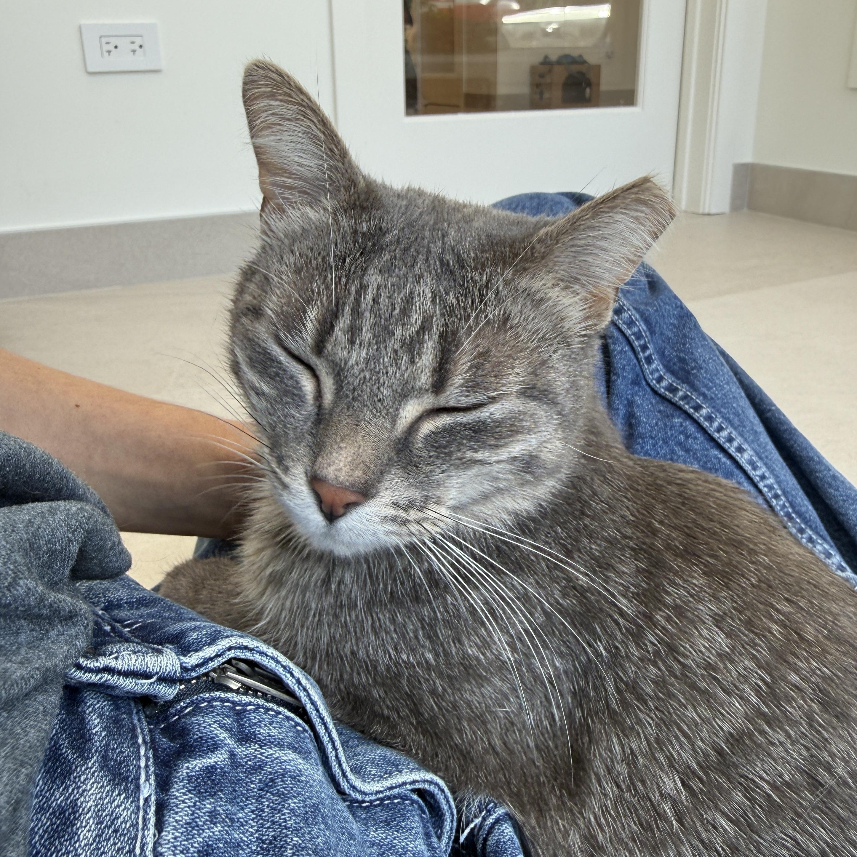Muffin, a ADOPTABLE Domestic Short Hair in Evanston, IL image 2/6