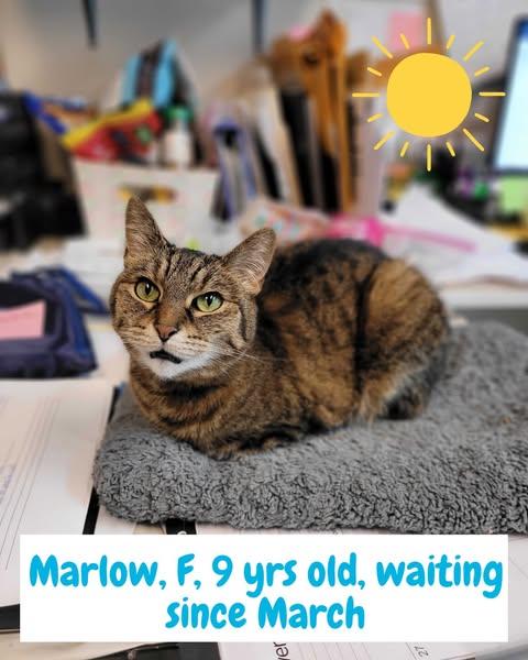 Marlow