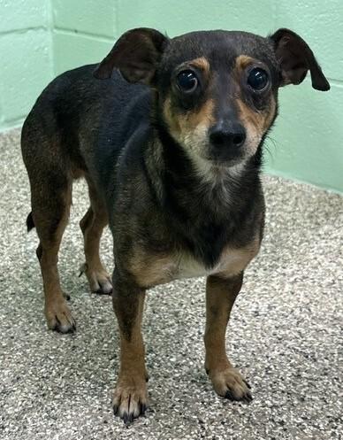 Miguel, Adoptable, Adult Male Chihuahua & Mixed Breed.