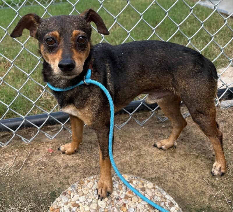 Enlarge Miguel, a Adoptable mixed breed in Katy, TX image 2/2