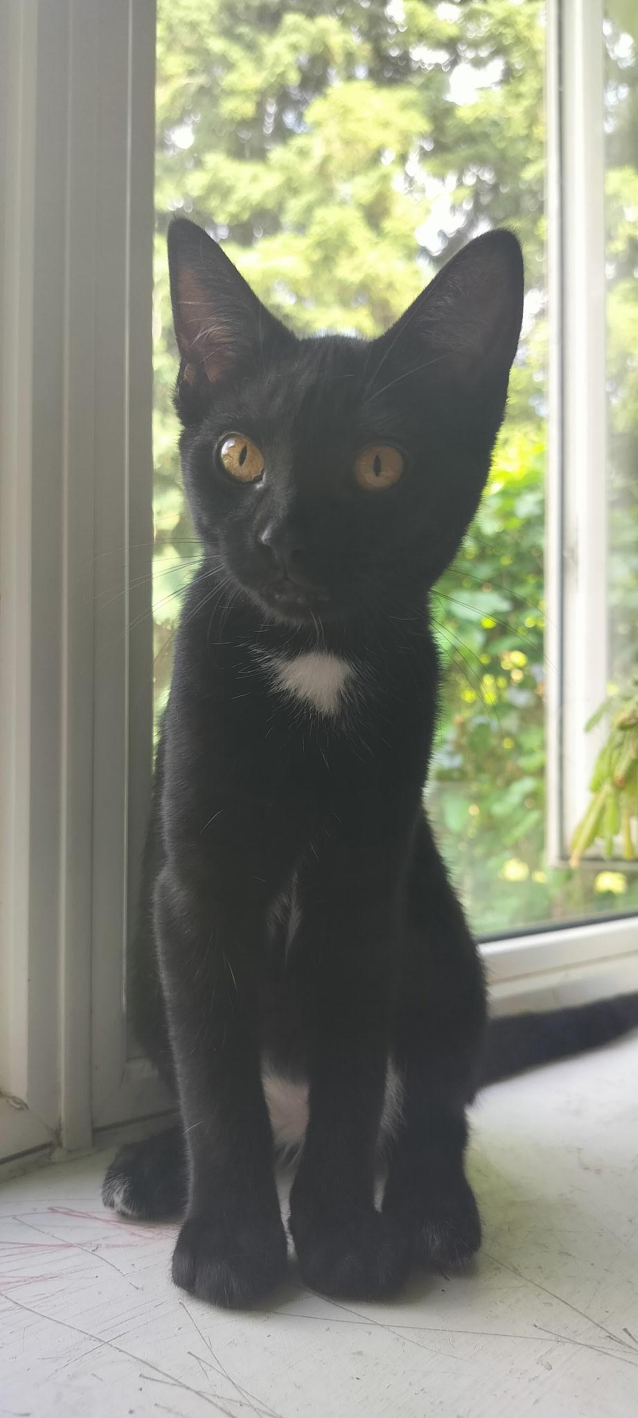 Twinkle, Baby Female Domestic Short Hair