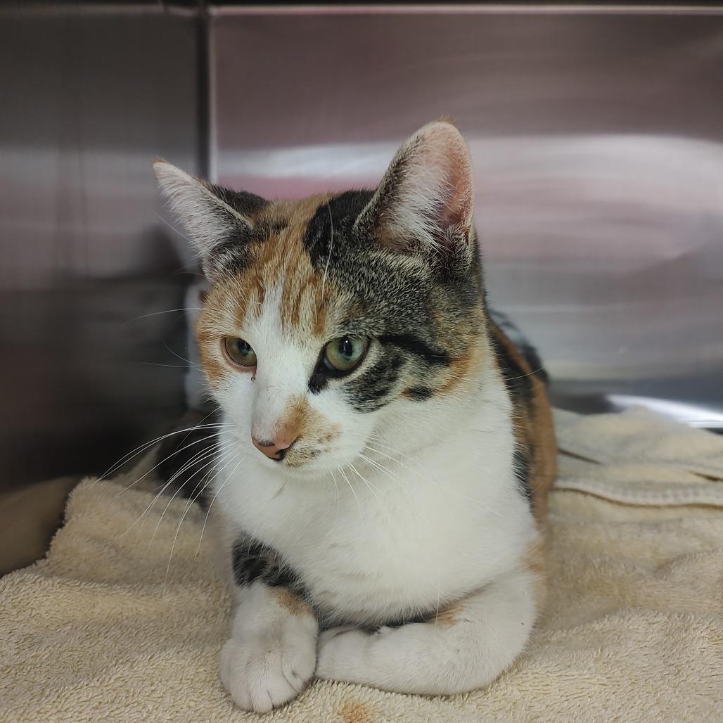 Enlarge Butterfly, a Adoptable Domestic Short Hair in Ottawa, KS image 1/1