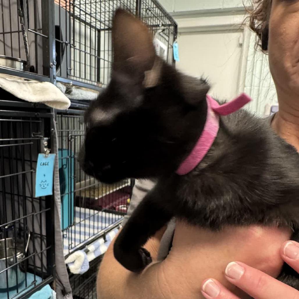 Enlarge Merida, a Adoptable Domestic Short Hair in Columbus, NC image 1/1