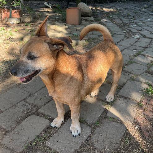 Enlarge Jerry, a Adoptable mixed breed in London, OH image 4/6