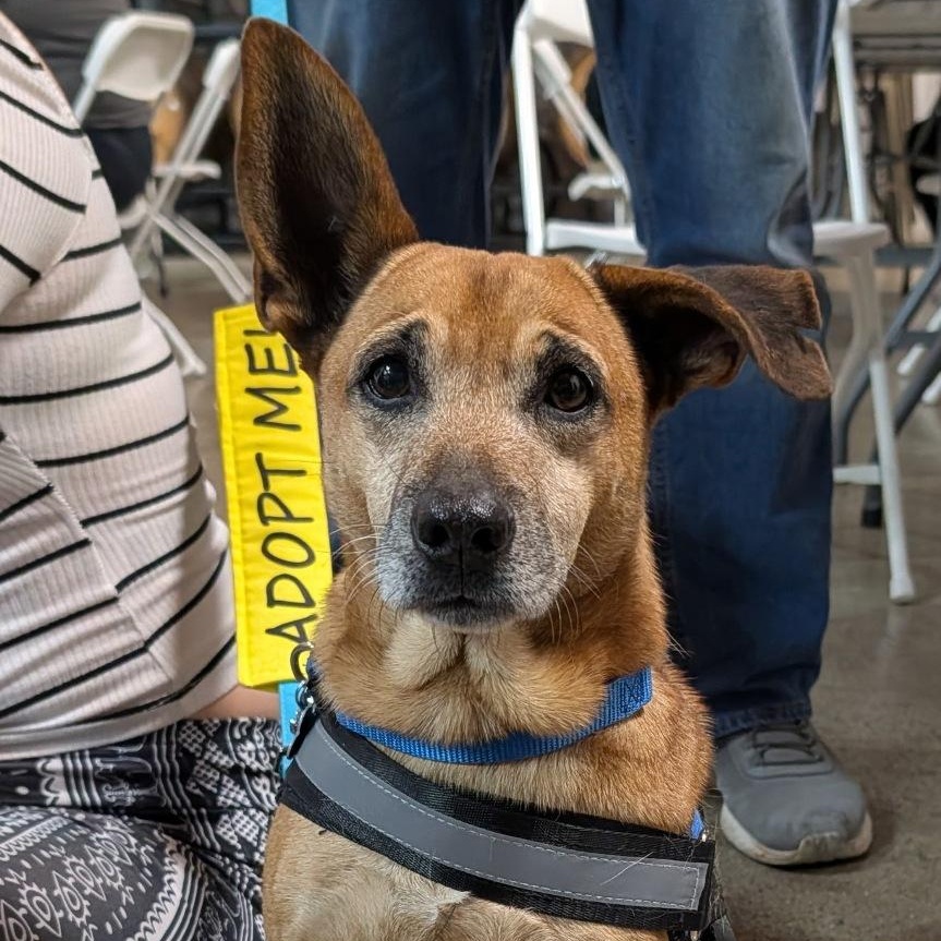 Jerry, Adoptable, Senior Male Beagle & Dachshund.