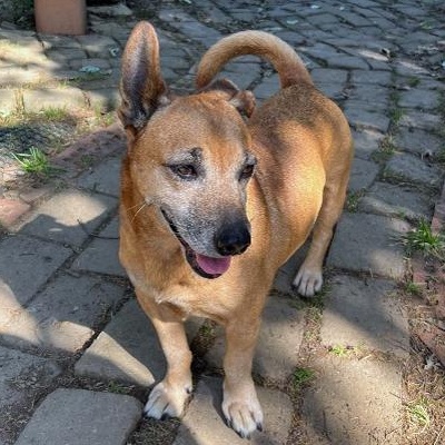 Enlarge Jerry, a Adoptable mixed breed in London, OH image 3/6