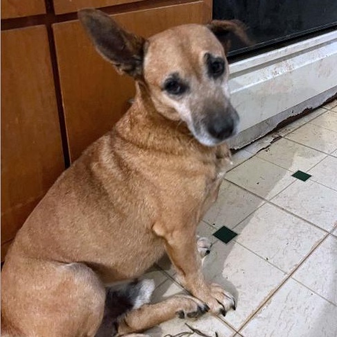 Enlarge Jerry, a Adoptable mixed breed in London, OH image 5/6