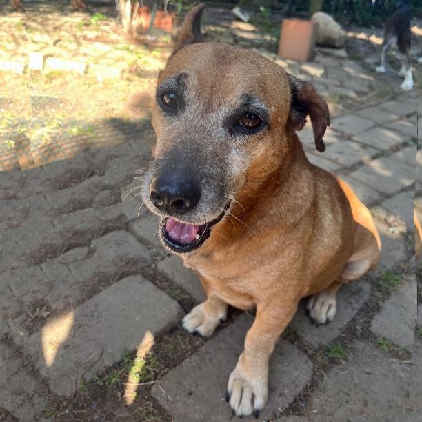 Enlarge Jerry, a Adoptable mixed breed in London, OH image 6/6