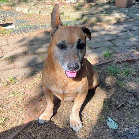 Enlarge Jerry, a Adoptable mixed breed in London, OH image 2/6