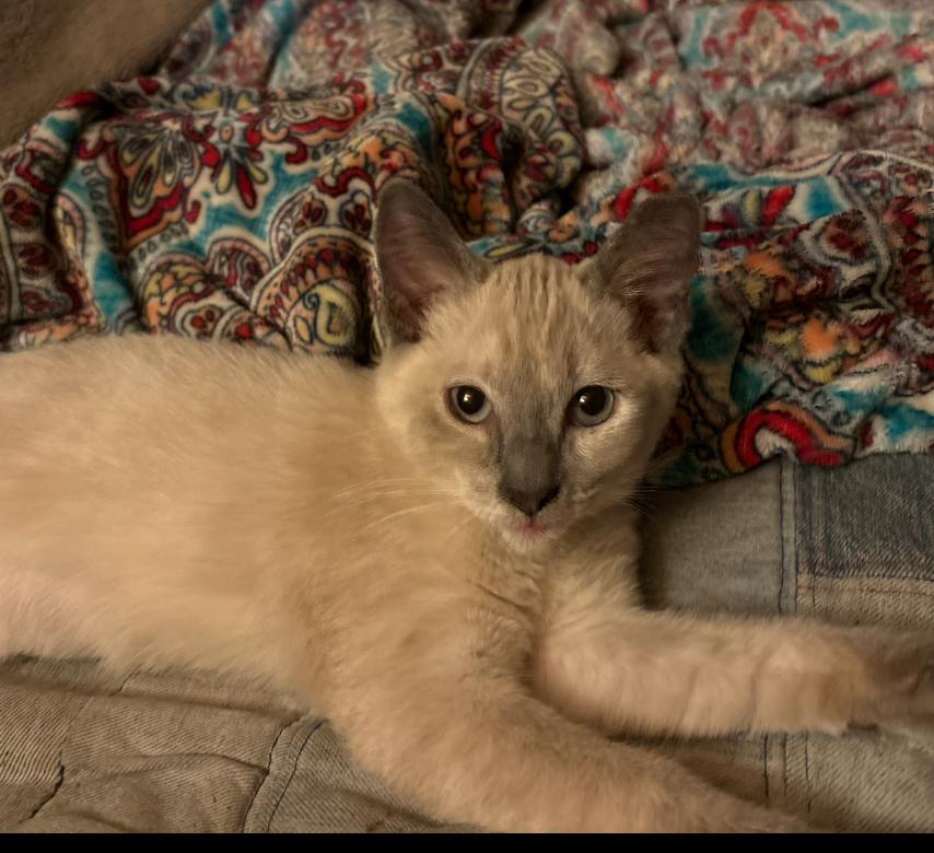 Enlarge Gracie, a Adopted Siamese in Phoenix, AZ image 1/1