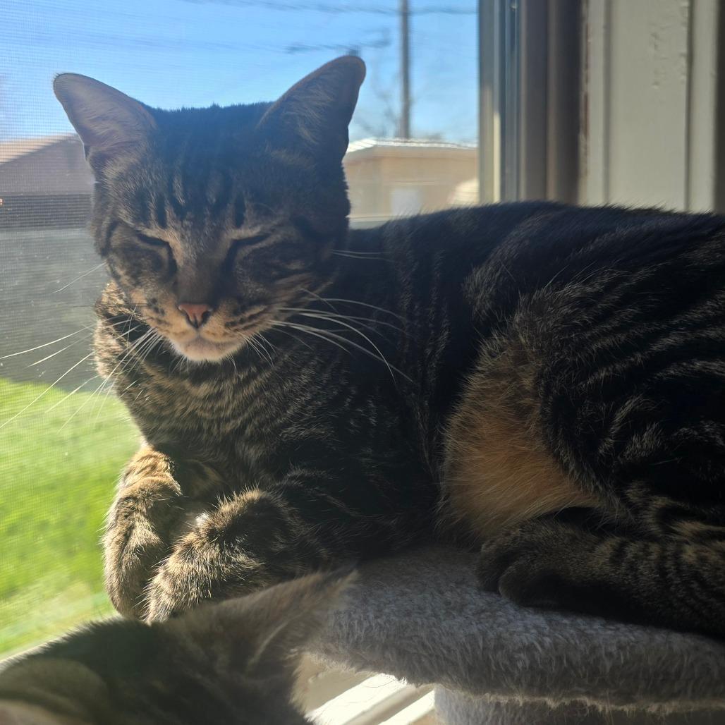 Santo, a Adoptable Domestic Short Hair in Jacksonville, OR image 1/4
