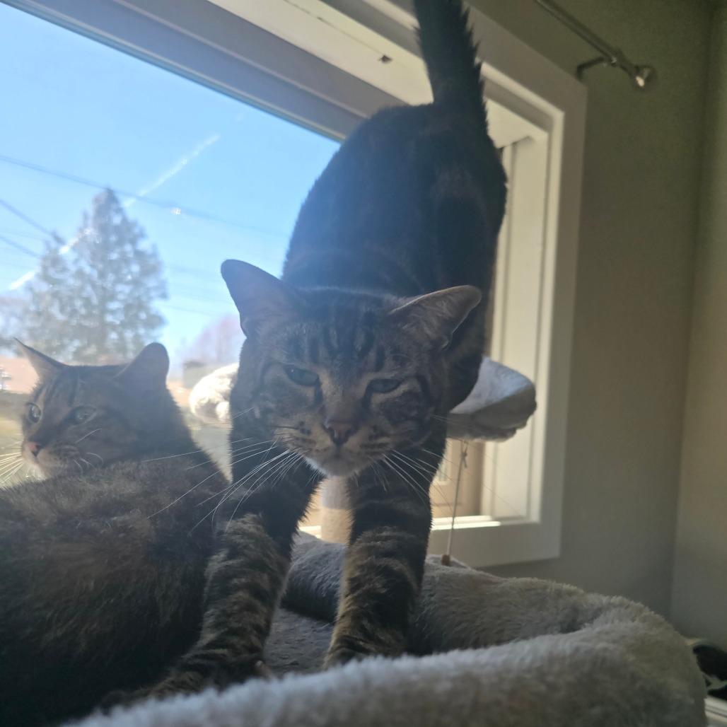 Santo, a Adoptable Domestic Short Hair in Jacksonville, OR image 2/4