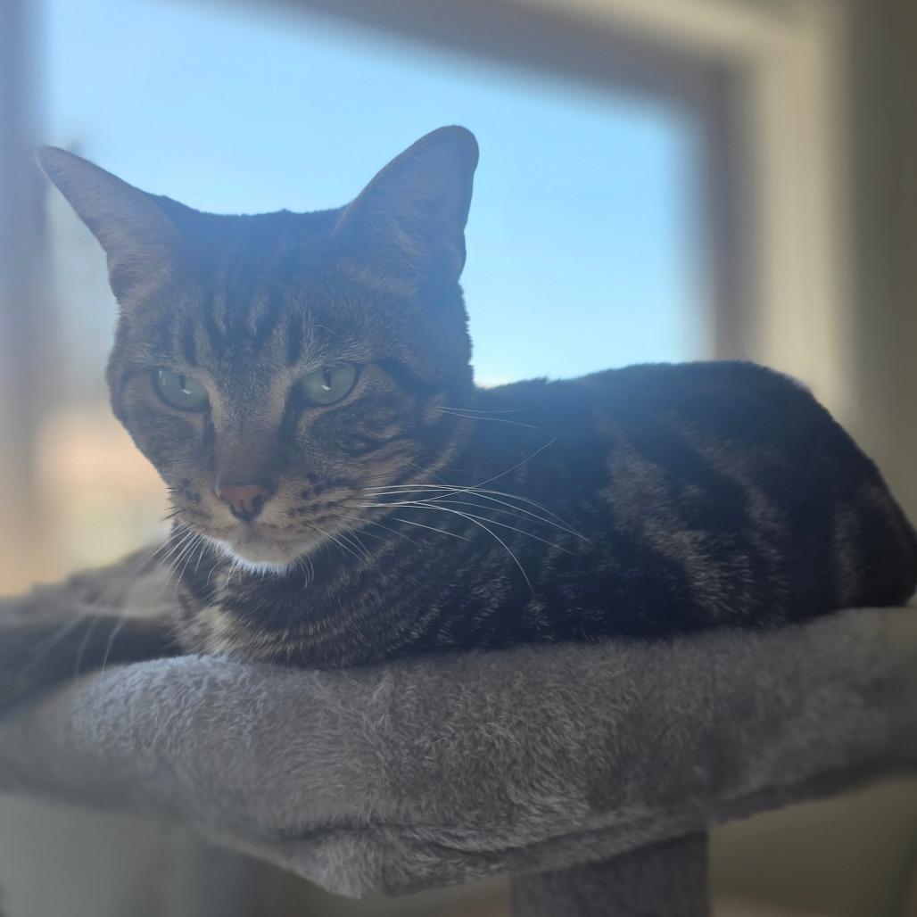 Santo, a Adoptable Domestic Short Hair in Jacksonville, OR image 3/4