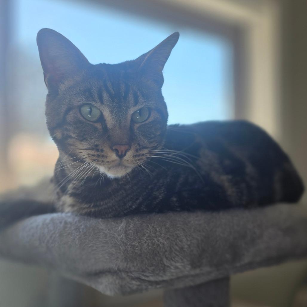 Santo, a Adoptable Domestic Short Hair in Jacksonville, OR image 4/4