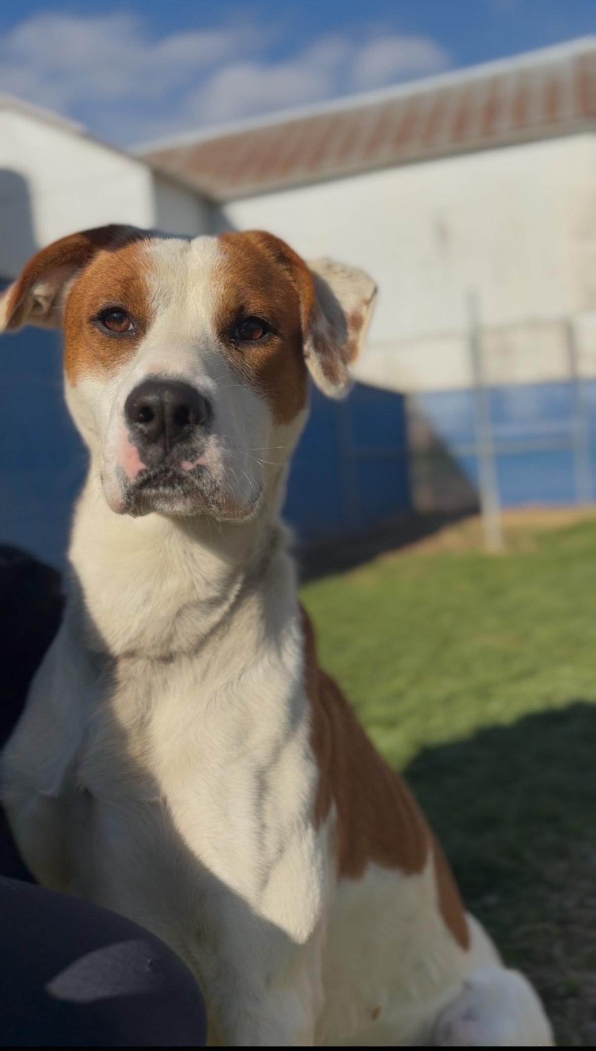 Dynamite, Adoptable, Adult Male American Staffordshire Terrier.