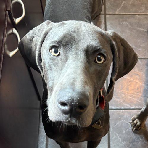 Cleo, Adoptable, Puppy Female Weimaraner.